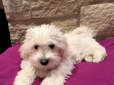 Maltipoo puppies 🐶 (Maltese x Poodle) in Roscommon 086 1650340