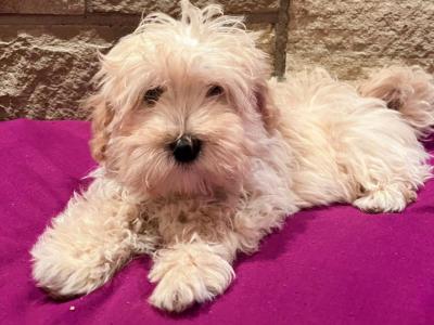 Maltipoo puppies 🐶 (Maltese x Poodle) in Roscommon 086 1650340