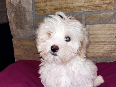Maltipoo puppies 🐶 (Maltese x Poodle) in Roscommon 086 1650340