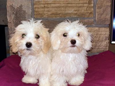 Maltipoo puppies 🐶 (Maltese x Poodle) in Roscommon 086 1650340
