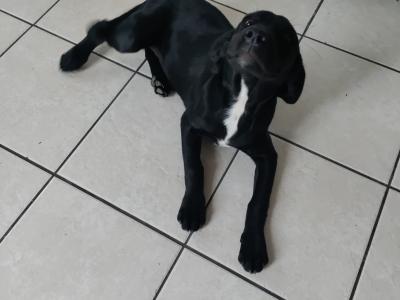 Friendly female Labrador x Springer Spaniel puppy in Meath