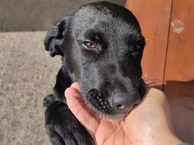 Friendly female Labrador x Springer Spaniel puppy in Meath