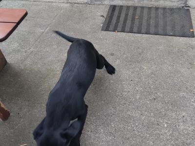 Friendly female Labrador x Springer Spaniel puppy in Meath