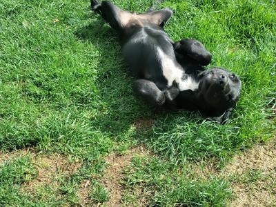 Friendly female Labrador x Springer Spaniel puppy in Meath