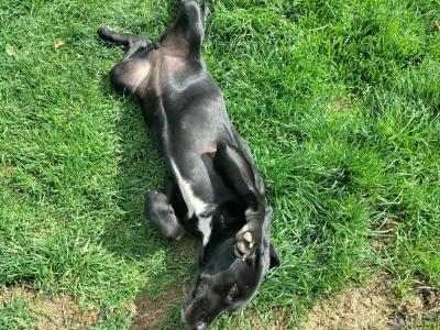 Friendly female Labrador x Springer Spaniel puppy in Meath