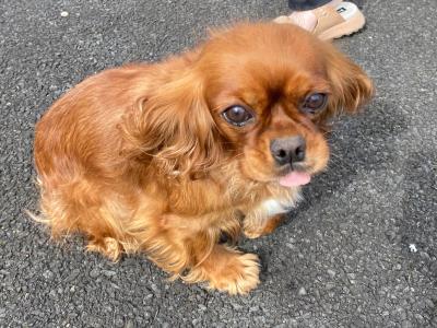 Cavalier King Charles Spaniel (m)
