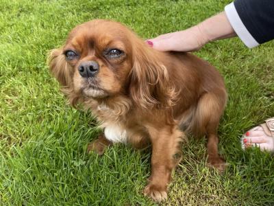 Cavalier King Charles Spaniel (m)