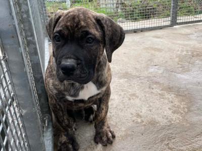 Presa Canario puppies in Westmeath