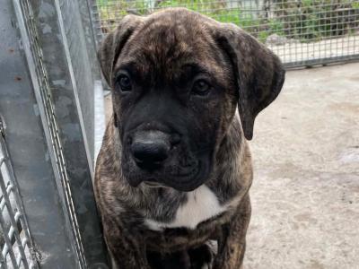 Presa Canario puppies in Westmeath