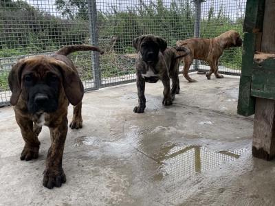 Presa Canario puppies in Westmeath