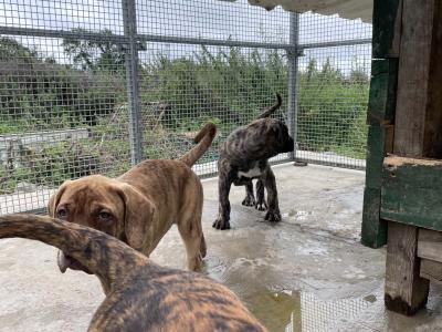 Presa Canario puppies in Westmeath
