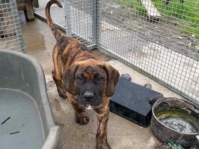 Presa Canario puppies in Westmeath