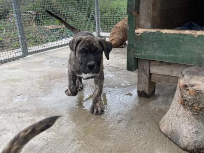 Presa Canario puppies in Westmeath