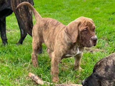 Presa Canario puppies in Westmeath