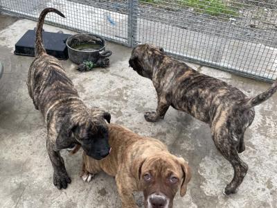 Presa Canario puppies in Westmeath
