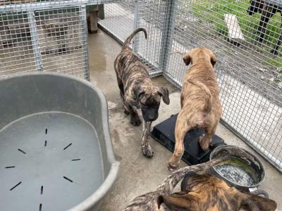 Presa Canario puppies in Westmeath