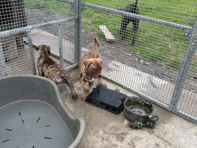 Presa Canario puppies in Westmeath