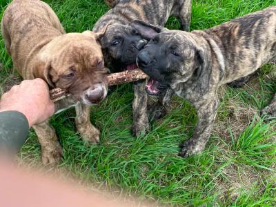 Presa Canario puppies in Westmeath