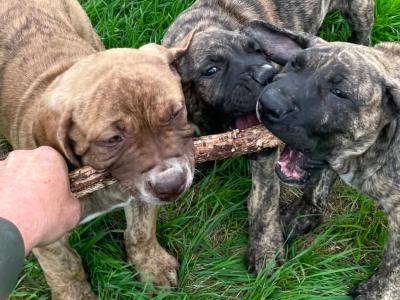 Presa Canario puppies in Westmeath