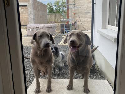 Silver Labrador puppies in Antrim