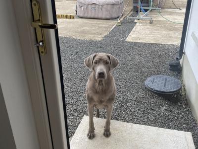 Silver Labrador puppies in Antrim