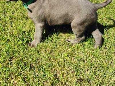 Silver Labrador puppies in Antrim
