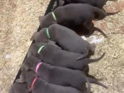 Silver Labrador puppies in Antrim