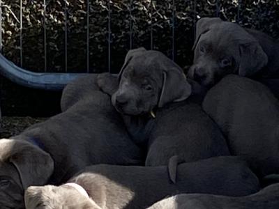 Silver Labrador puppies in Antrim