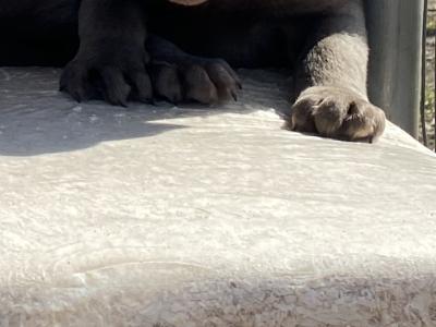 Silver Labrador puppies in Antrim