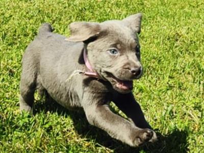 Silver Labrador puppies in Antrim