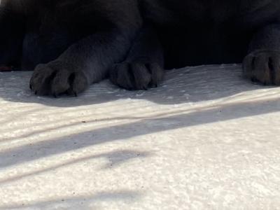 Silver Labrador puppies in Antrim