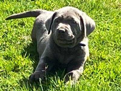 Silver Labrador puppies in Antrim