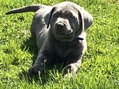 Silver Labrador puppies in Antrim