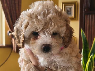 Cavapoo puppies in Cavan