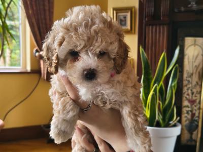 Cavapoo puppies in Cavan