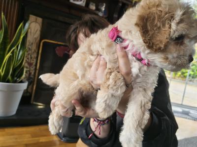 Cavapoo puppies in Cavan