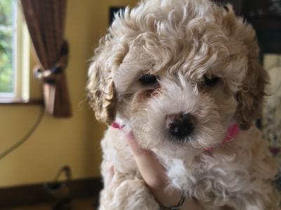 Cavapoo puppies in Cavan