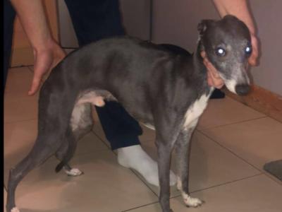 - Blue Whippet puppies in Laois