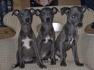 - Blue Whippet puppies in Laois