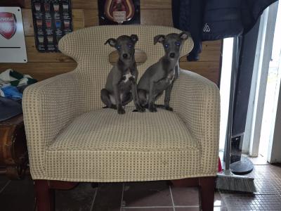 - Blue Whippet puppies in Laois