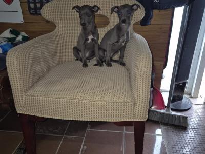- Blue Whippet puppies in Laois