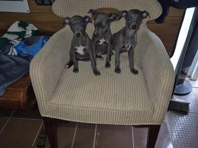 - Blue Whippet puppies in Laois