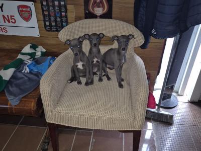- Blue Whippet puppies in Laois