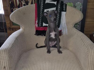 - Blue Whippet puppies in Laois