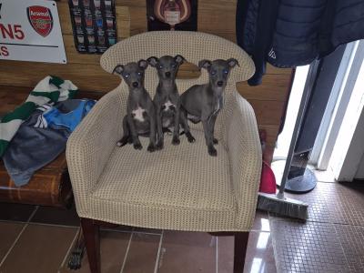 - Blue Whippet puppies in Laois