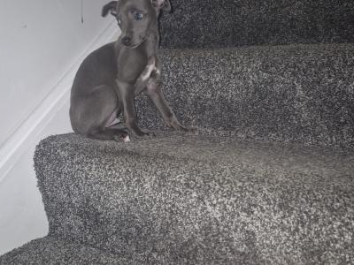 - Blue Whippet puppies in Laois