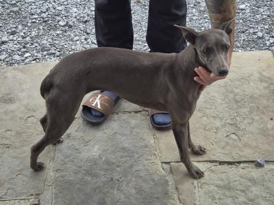 - Blue Whippet puppies in Laois