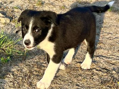 Border Collie puppies in Laois