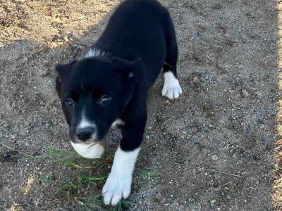 Border Collie pups