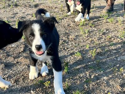 Border Collie pups
